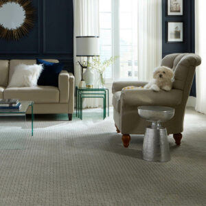 Puppy on couch | Right Carpet & Interiors