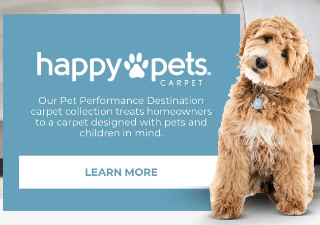 Happy pets carpet | Right Carpet & Interiors